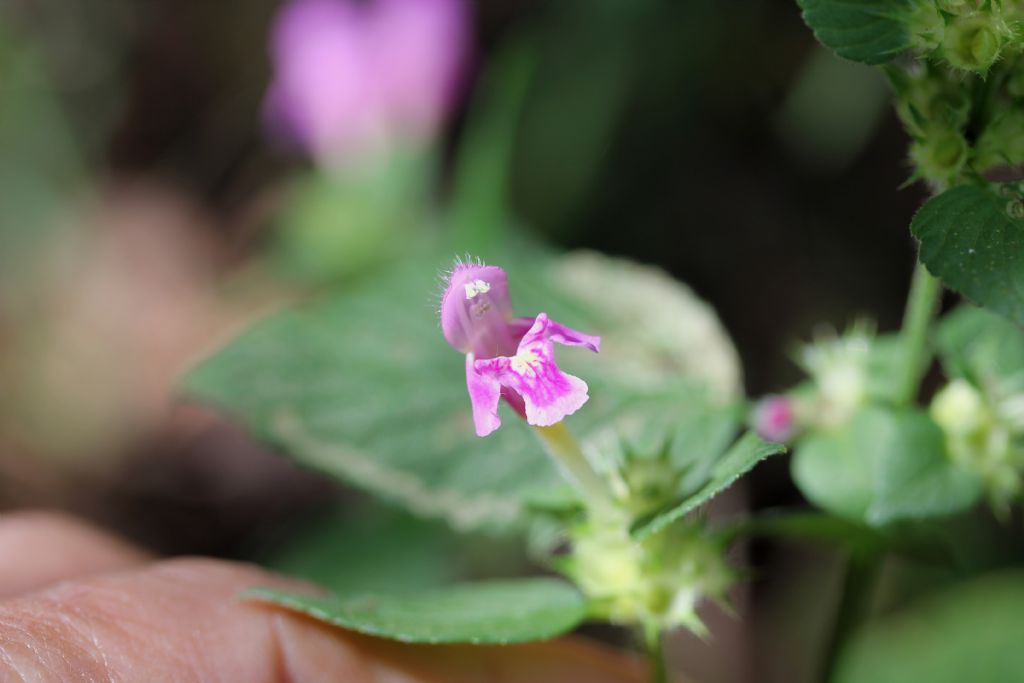 Galeopsis pubescens?